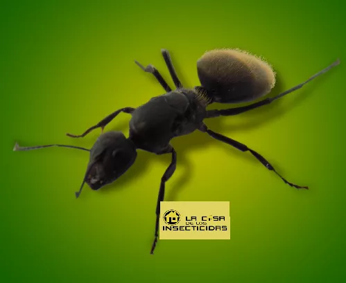 Hormiga Carpintera